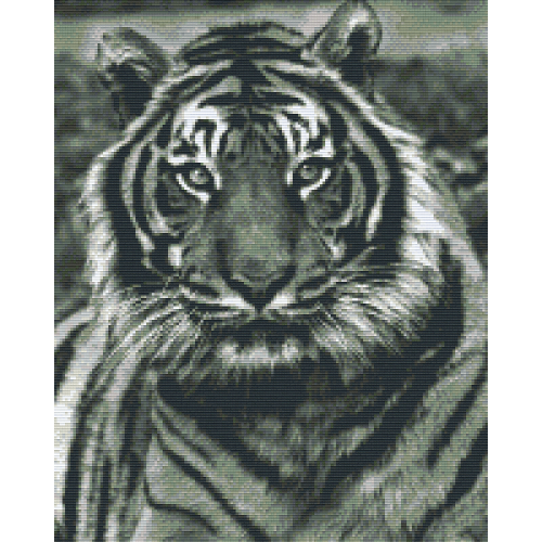 Tiger 816248